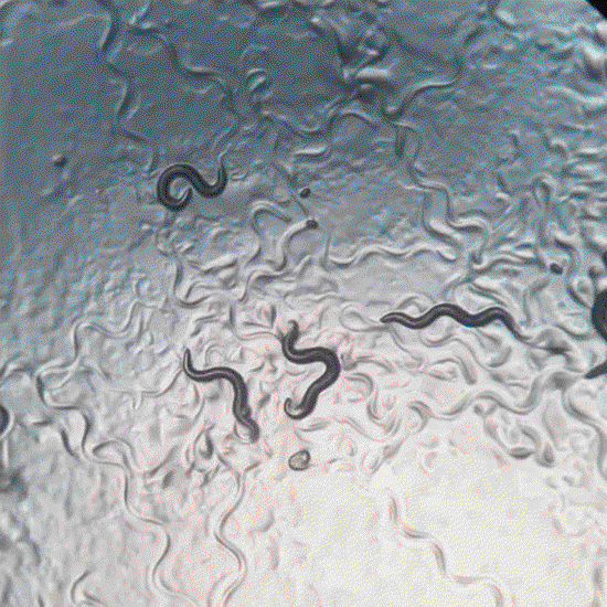 C. elegans growth and development